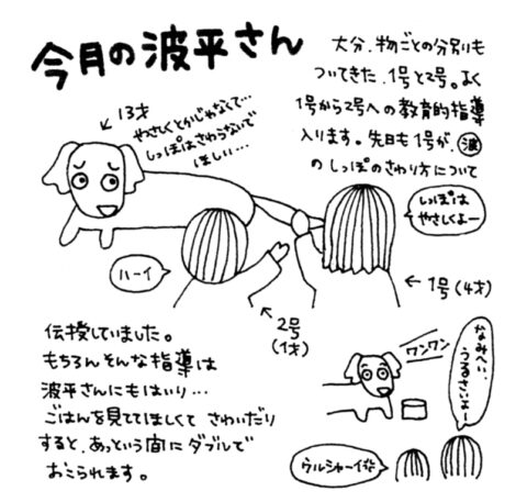 2013年10月の波平さん：波平さんのおねだり