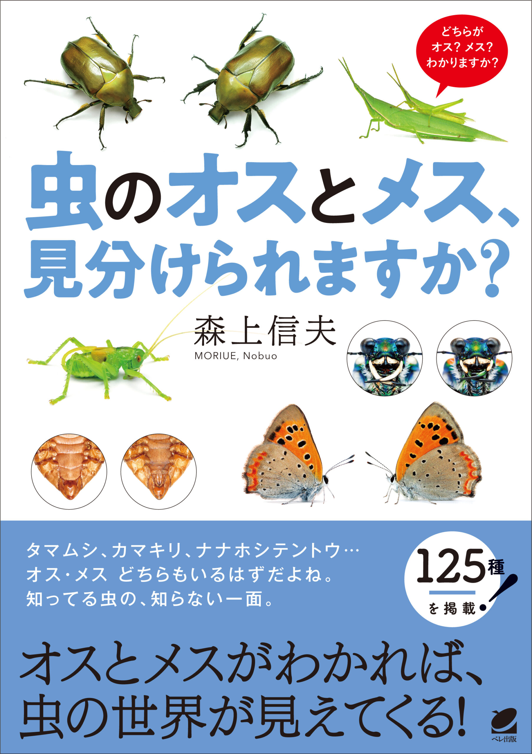 虫のオスとメス、見分けられますか？ - いつも、学ぶ人の近くに【ベレ